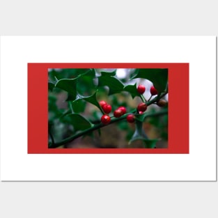 Wild Holly Berries Posters and Art